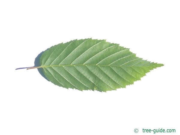 american hornbeam (Carpinus caroliniana) leaf underside