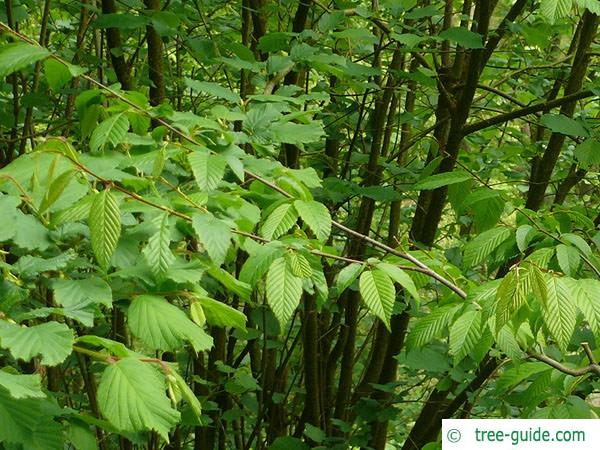 american hornbeam (Carpinus caroliniana) leaves 2