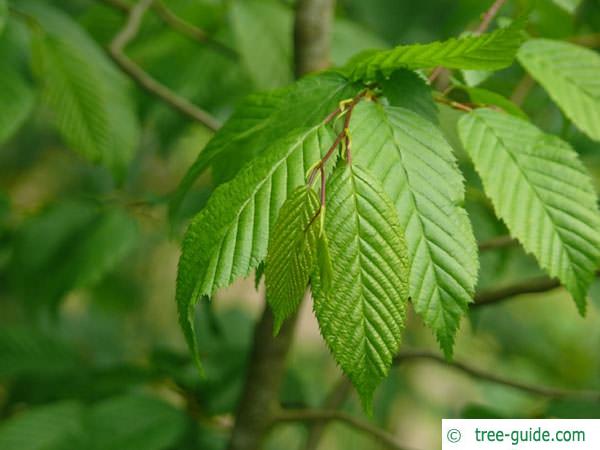 american hornbeam (Carpinus caroliniana) leaves