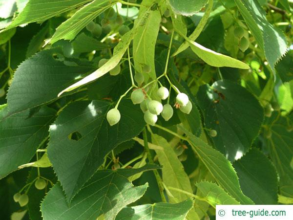 large leaved american lime(Tilia americacna 'Nova') fruits