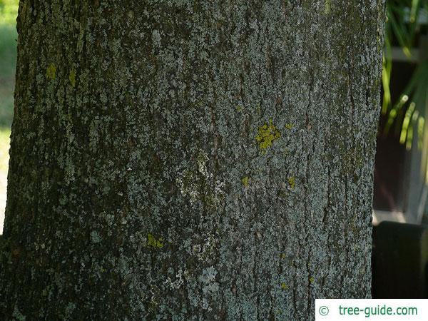 large leaved american lime(Tilia americacna 'Nova') trunk / bark
