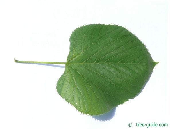 american Lime (Tilia americana) leaf