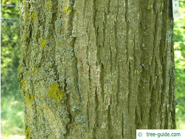 american Lime (Tilia americana) trunk / bark