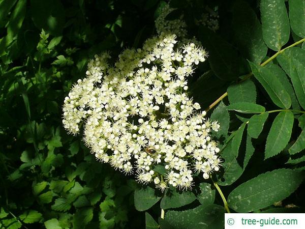 american mountain ash (Sorbus americana) flower