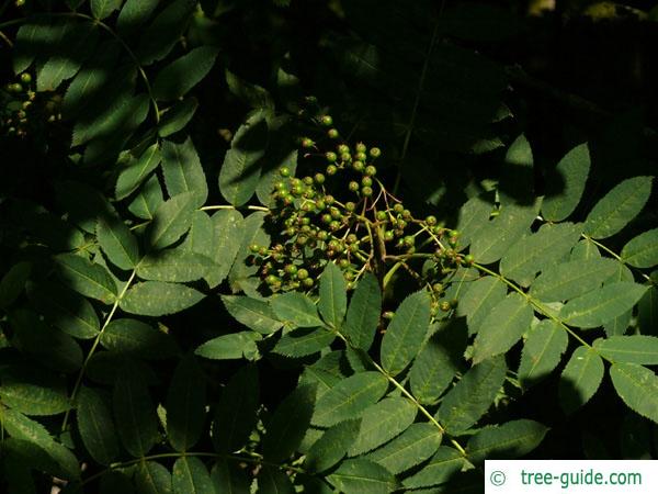 american mountain ash (Sorbus americana) fruit