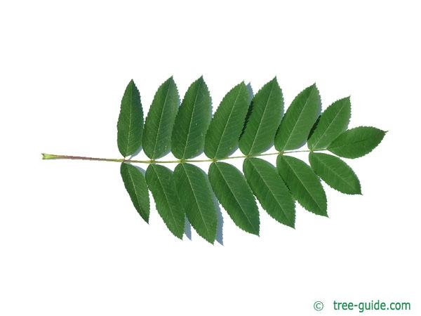 american mountain ash (Sorbus americana) leaf
