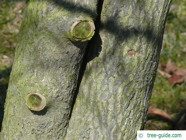 american snowbell (Styrax americanus) trunk / stem