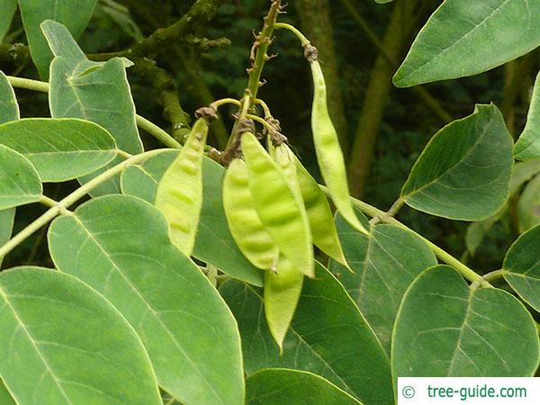 amur maackia (Maackia amurensis) fruit (pods)
