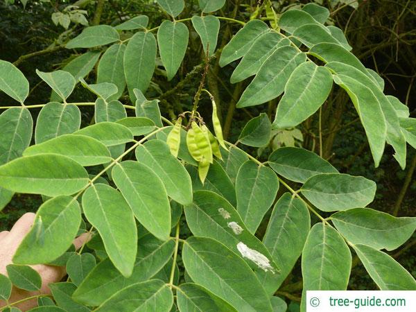 amur maackia (Maackia amurensis) leaves
