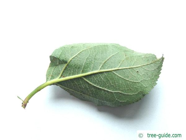 apple (Malus hybrid) leaf backside
