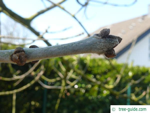 arizona ash (Fraxinus velutina) buds