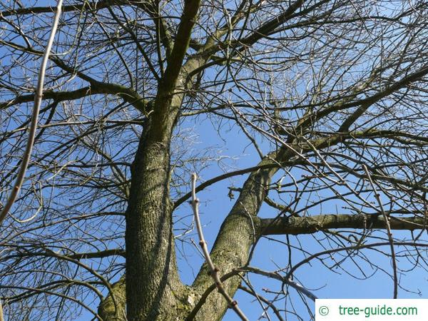 arizona ash (Fraxinus velutina) crown winter