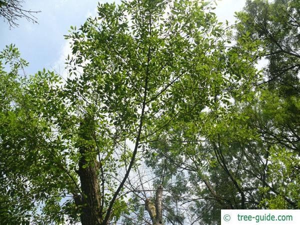 arizona ash (Fraxinus velutina) crown summer