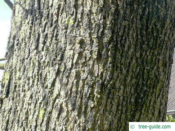 arizona ash (Fraxinus velutina) crown