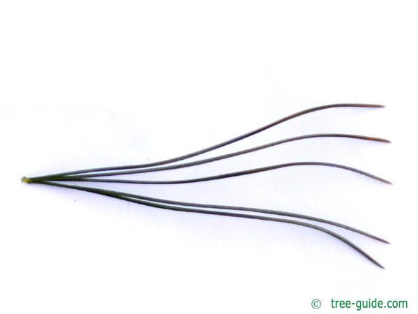 arolla pine (Pinus cembra) needle