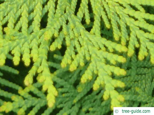 atlantic white cedar (Thuja occidentalis) needle