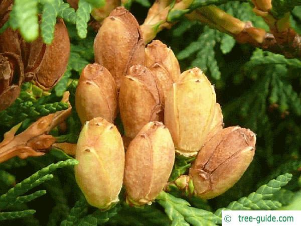 atlantic white cedar (Thuja occidentalis) cones