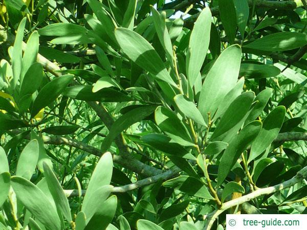 australian blackwood (Acacia melanoxylon) leaves