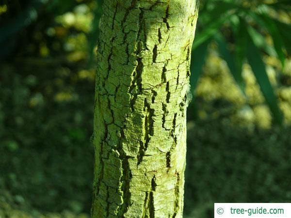 australian blackwood (Acacia melanoxylon) trunk / bark young tree