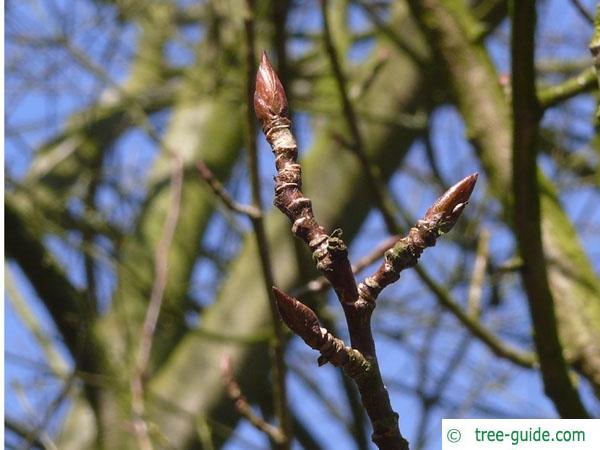 balsam poplar (Populus balsamifera) axial-buds