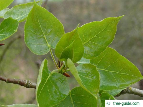 balsam poplar (Populus balsamifera) budding