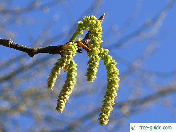 balsam poplar (Populus balsamifera) tree