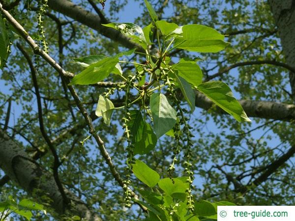 balsam poplar (Populus balsamifera) fruit