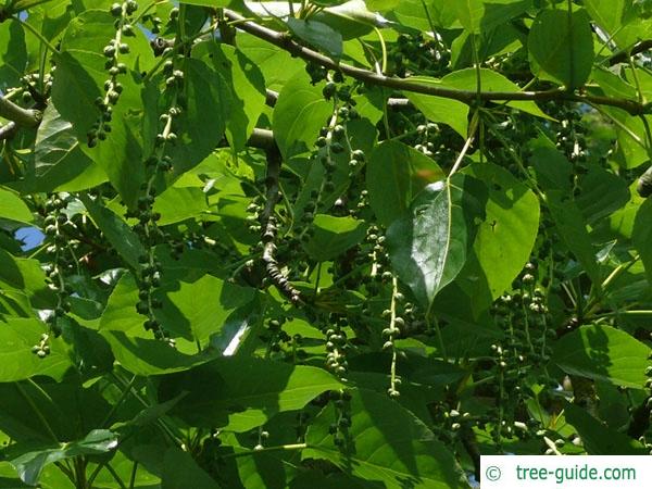 balsam poplar (Populus balsamifera) fruits