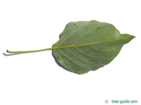 balsam poplar (Populus balsamifera) leaf underside