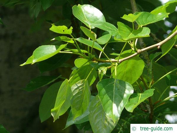 balsam poplar (Populus balsamifera) leaves