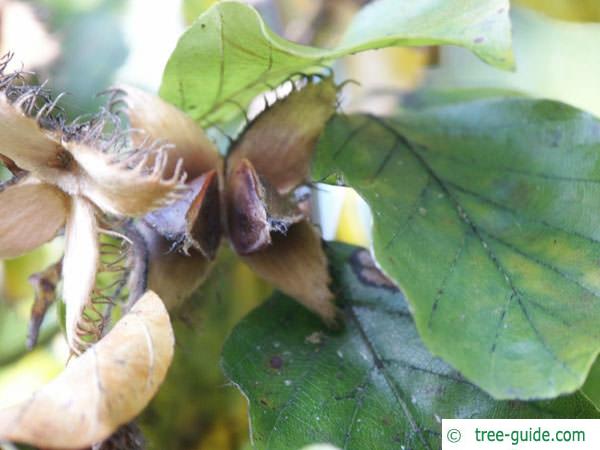 beech (Fagus sylvatica) fruit in open capsule