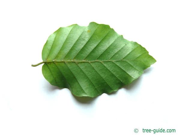 beech (Fagus sylvatica) leaf underside