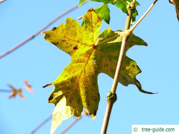 big leaf maple (Acer macrophyllum) autumn colors