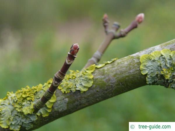 big leaf maple (Acer macrophyllum) axial buds