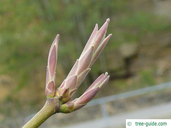 big leaf maple (Acer macrophyllum) April buds