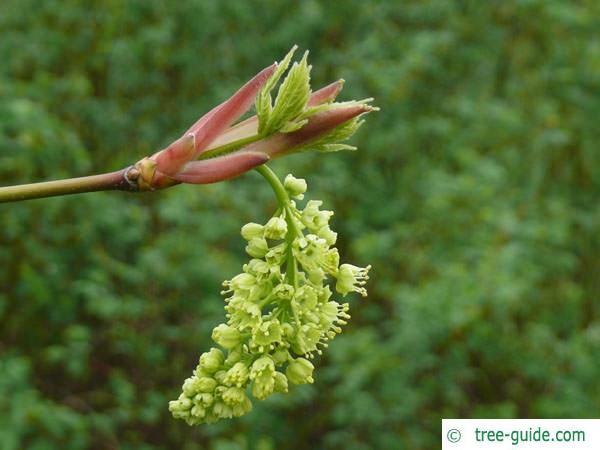 big leaf maple (Acer macrophyllum) sprout 