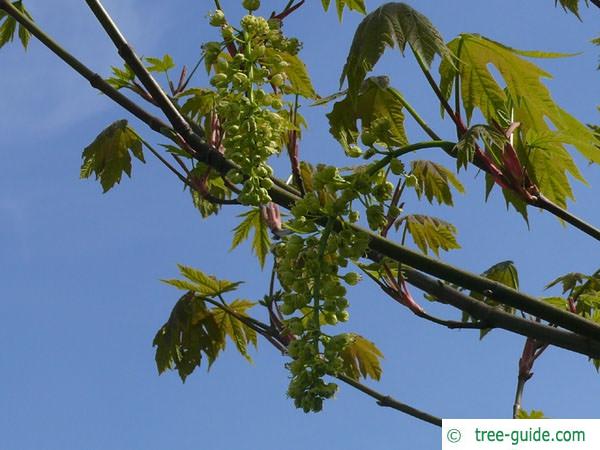 big leaf maple (Acer macrophyllum) flowers