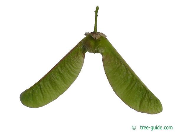 big leaf maple (Acer macrophyllum) fruits