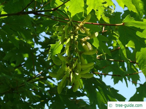 big leaf maple (Acer macrophyllum) fruits