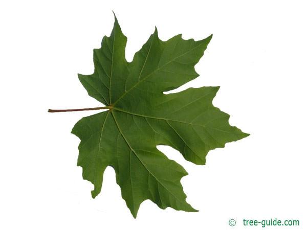 big leaf maple (Acer macrophyllum) leaf underside