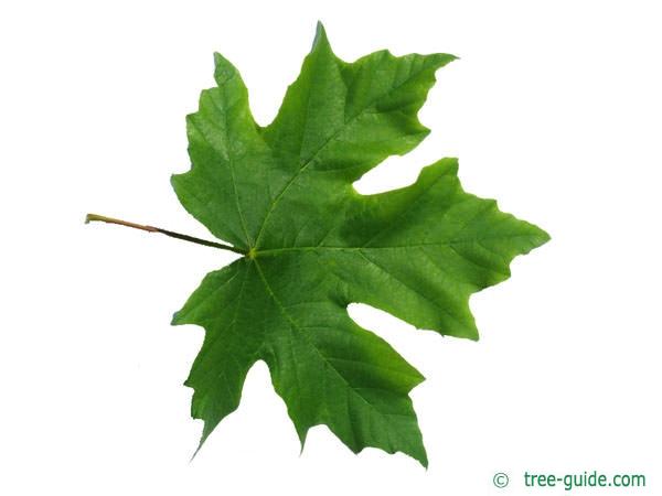 big leaf maple (Acer macrophyllum) leaf