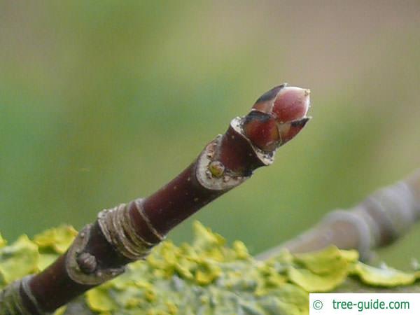 big leaf maple (Acer macrophyllum) terminal bud