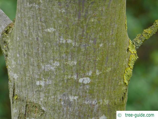 big leaf maple (Acer macrophyllum) trunk 