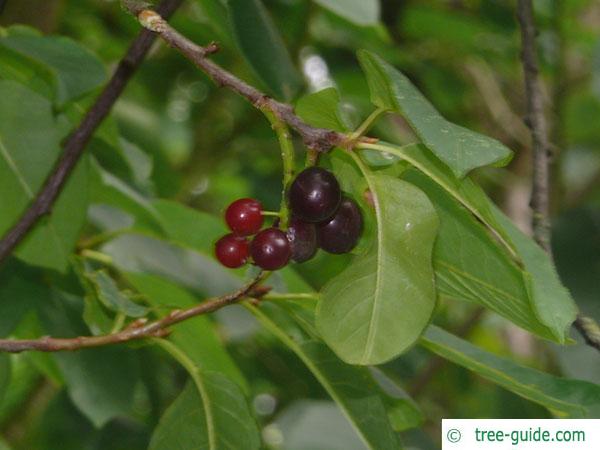 bitter berry (Prunus virginiana) fruit
