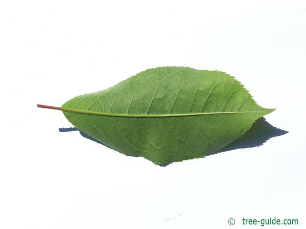 bitter berry (Prunus virginiana) leaf underside