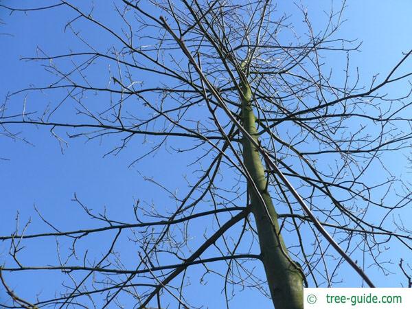 bitternut (Carya cordiformis) crown winter