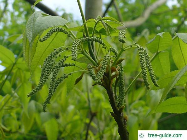 bitternut (Carya cordiformis) flower