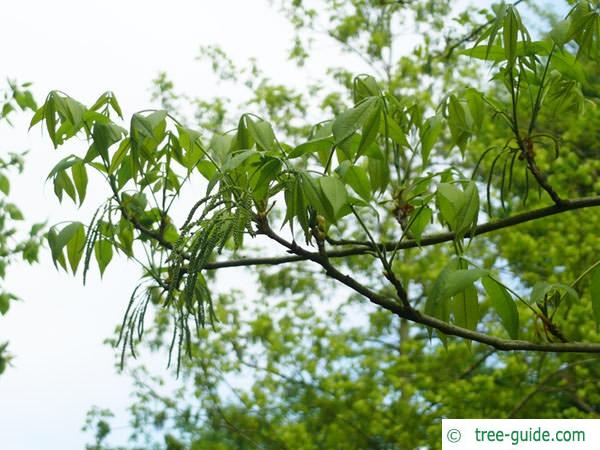 bitternut (Carya cordiformis) flowers