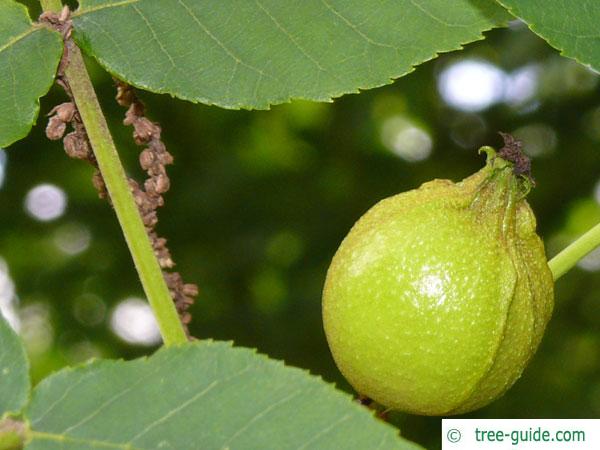 bitternut (Carya cordiformis) leaves and fruit