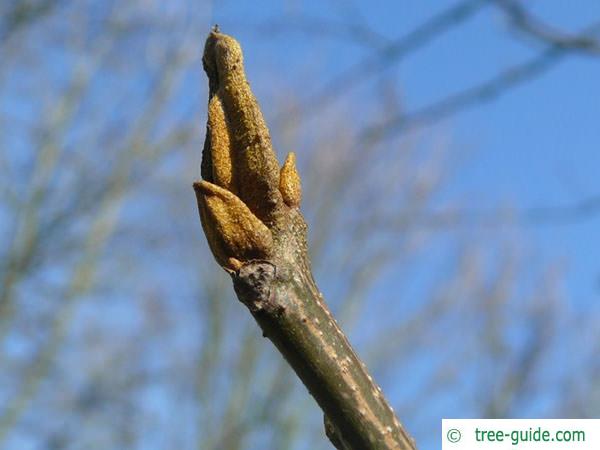 bitternut (Carya cordiformis) terminal bud